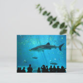 ジョージア水族館でクジラの雄サメ ポストカード (スタンド正面)