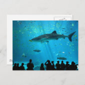 ジョージア水族館でクジラの雄サメ ポストカード (正面/裏面)