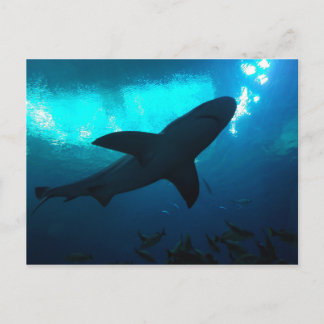 ジョージア水族館でサメ ポストカード
