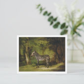 ジョージ・スタブズ | A Zebra, 1763 (キャンバス上の油) ポストカード (スタンド正面)