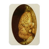 ジョージ・スタブズ | Sleeping Leopard, 1777 （エナメルオン） マグネット (縦)