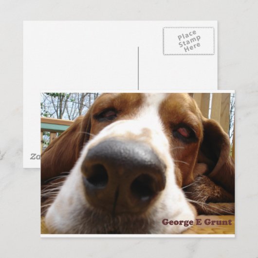 ジョージ ポストカード (正面/裏面)