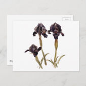 ジョーダンの黒い虹彩 ポストカード (正面/裏面)