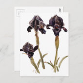 ジョーダンの黒い虹彩 ポストカード (正面/裏面)