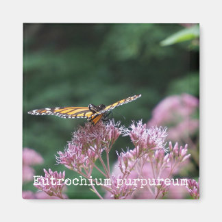 ジョーパイウィードボタニカルマグネット マグネット