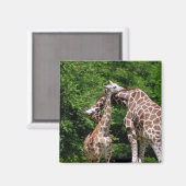 ジラッフハグ マグネット (正面/裏面)