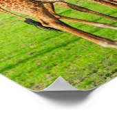 ジラフェス二頭 ポスター (角)