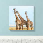 ジラフェス3体のポーズ キャンバスプリント (インサイチュ (ウッドフロア))
