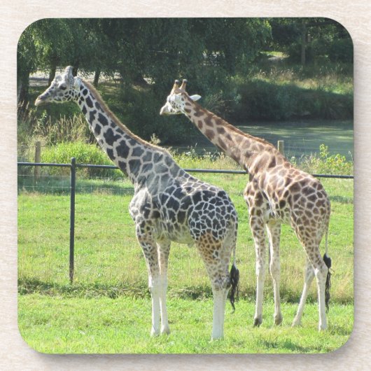 ジラフェス コースター (正面)