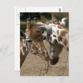 ジラフェス ポストカード (正面/裏面)