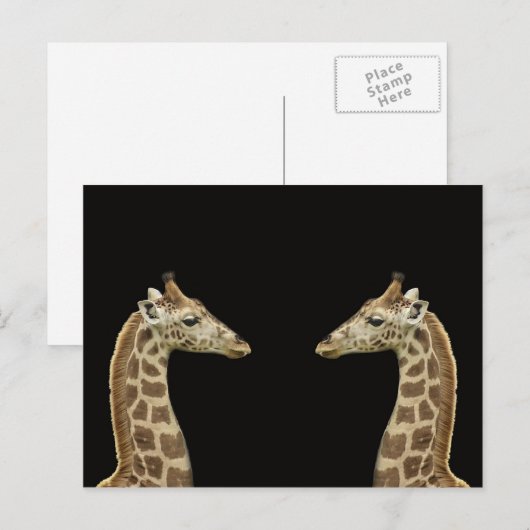 ジラフェス ポストカード (正面/裏面)