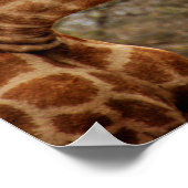 ジラフェズールニアラゲームリザーブ南アフリカ ポスター (角)