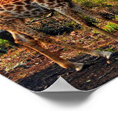 ジラフェズールニアラゲームリザーブ南アフリカ ポスター (角)