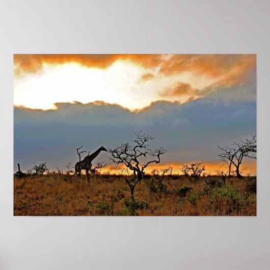 ジラフェズールニアラゲームリザーブ南アフリカ ポスター (正面)
