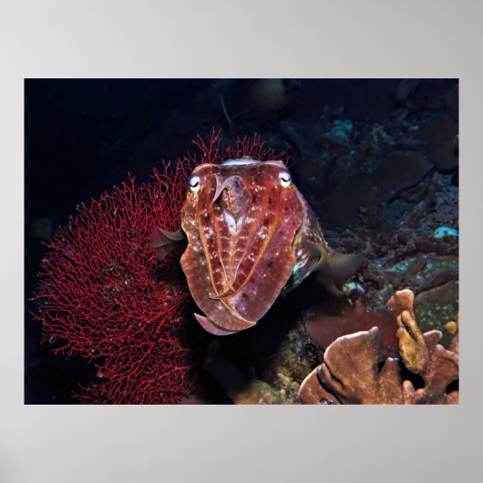 ジリスのイカ ポスター (正面)