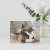 ジリー ポストカード (スタンド正面)