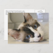 ジリー ポストカード (正面/裏面)