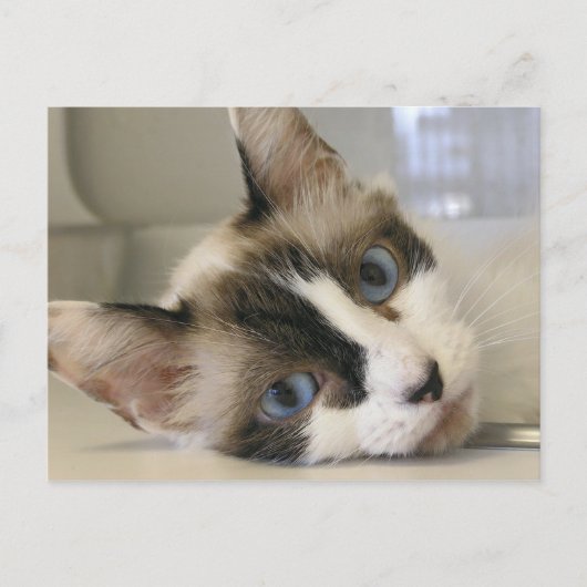 ジリー ポストカード (正面)