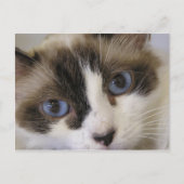 ジリー#2 ポストカード (正面)