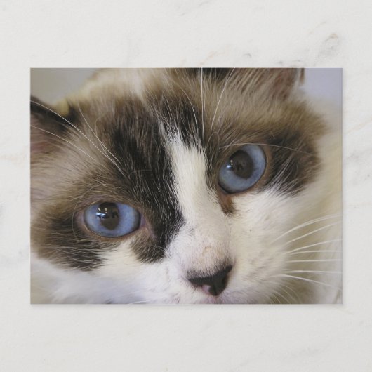 ジリー#2 ポストカード (正面)