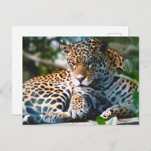 ジロジロヒョウ ポストカード (正面/裏面)