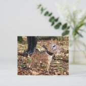 ジワワ ポストカード (スタンド正面)