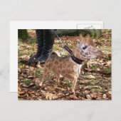 ジワワ ポストカード (正面/裏面)