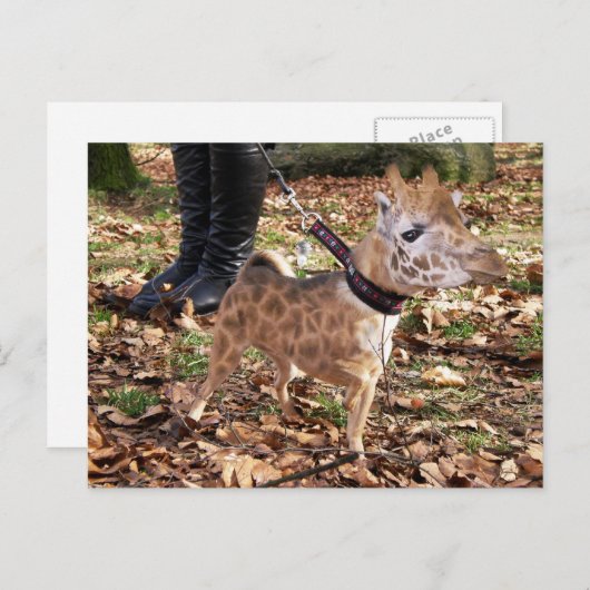 ジワワ ポストカード (正面/裏面)