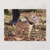 ジワワ ポストカード (正面)