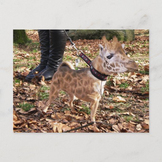 ジワワ ポストカード (正面)