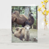 ジングル馬場とプルニママ カード (黄色い花)