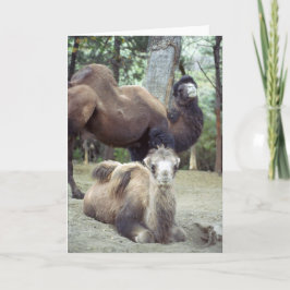 ジングル馬場とプルニママ カード