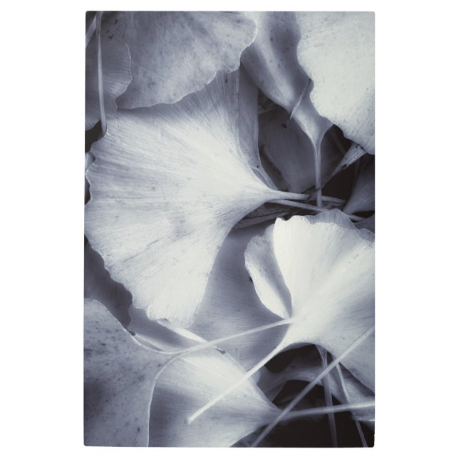 ジンコ葉 メタルプリント (正面)