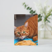 ジンジャーの猫がスパゲッティを食べる ポストカード (スタンド正面)
