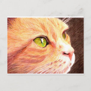 ジンジャーの猫のポストカード ポストカード