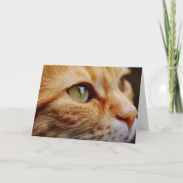 ジンジャーキャットの顔を決める カード