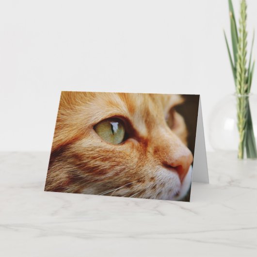 ジンジャーキャットの顔を決める カード (正面)