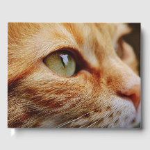 ジンジャーキャットの顔を決める