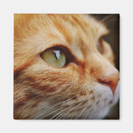 ジンジャーキャットの顔を決める マグネット