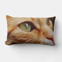 ジンジャーキャットの顔を決める