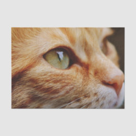 ジンジャーキャットの顔を決める 薄葉紙