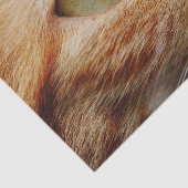 ジンジャーキャットの顔を決める 薄葉紙 (詳細)