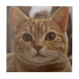 ジンジャーキャットブラウン  タイル