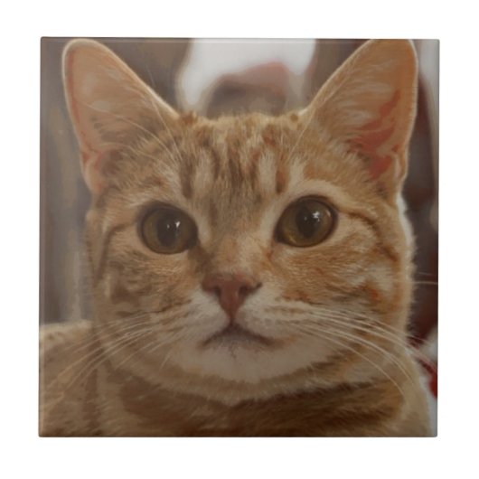 ジンジャーキャットブラウン  タイル (正面)