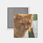 ジンジャーキャット マグネット (正面/裏面)