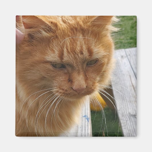 ジンジャーキャット マグネット (正面)