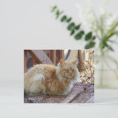 ジンジャージョージ ポストカード (スタンド正面)