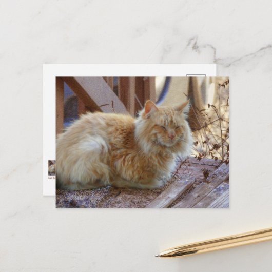 ジンジャージョージ ポストカード (正面/裏面インサイチュ)