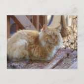 ジンジャージョージ ポストカード (正面)