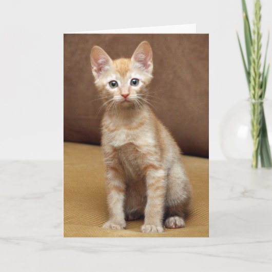 ジンジャーソファ カード (正面)